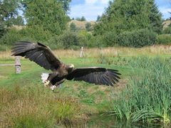 White-tailed Eagle